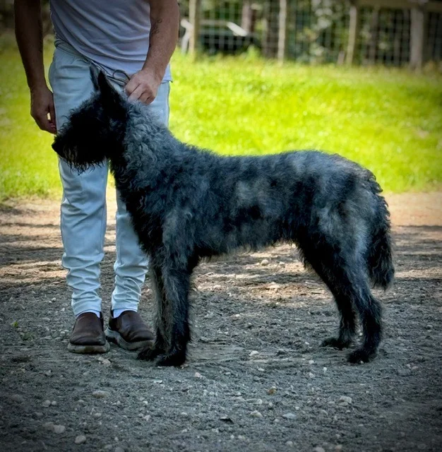 A Dutch Shepherd from the RedwoodCanine program