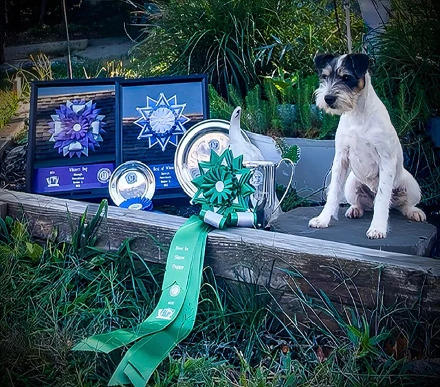 Parson Russell Terrier