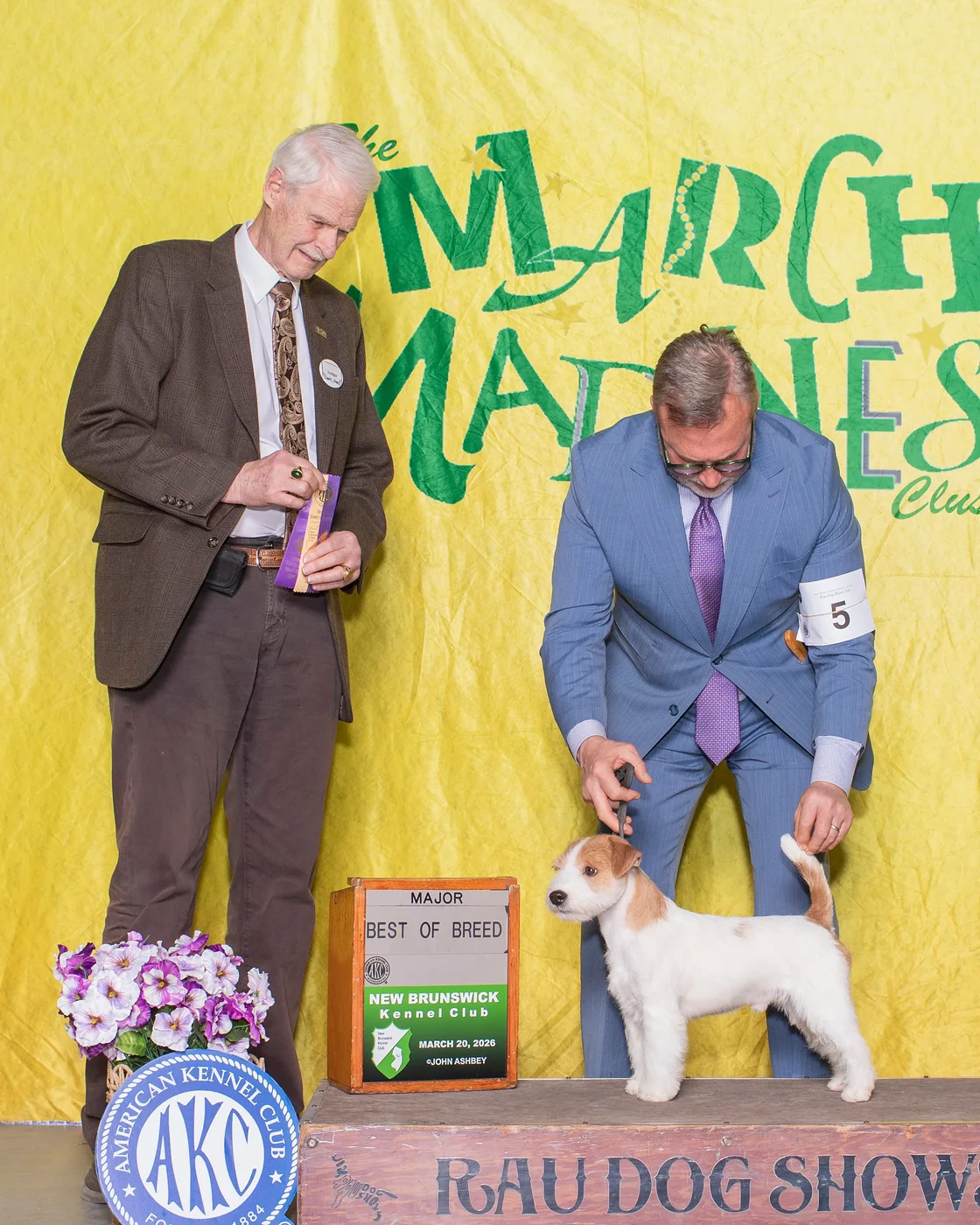 Russell Terrier