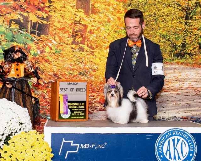 Biewer Terrier