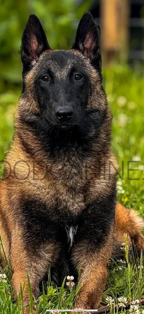 Belgian Malinois